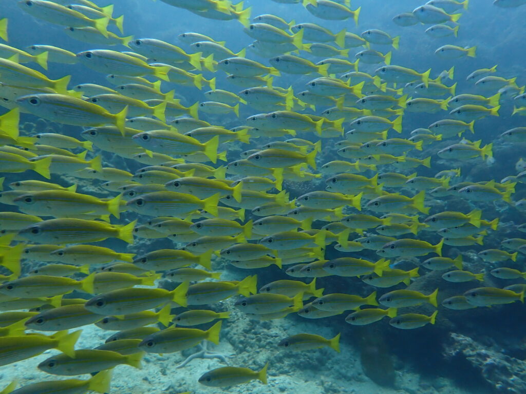 ピピ諸島のキンセンフエダイの大群