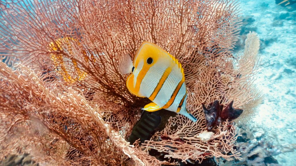 プーケットのラチャノイ島にいる美しい熱帯魚とサンゴ