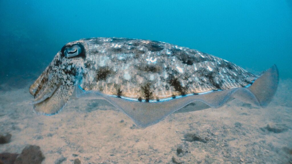 ラチャヤイ島で見つけたコブシメ