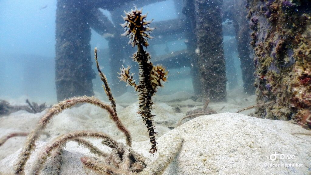 お魚図鑑。珍しい海洋生物