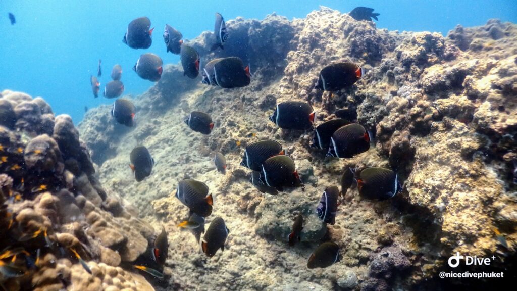 ラチャヤイ島の固有種の魚