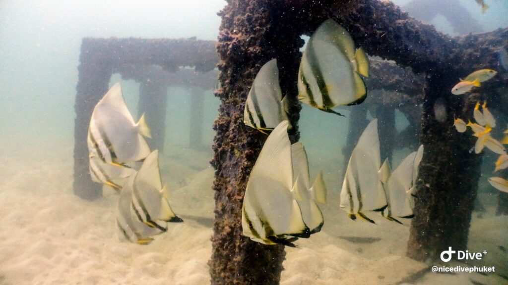 カタビーチの熱帯魚