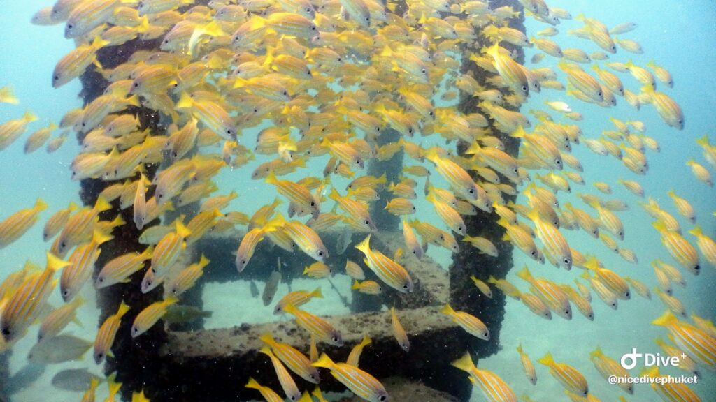 カタビーチのカラフルな魚群
