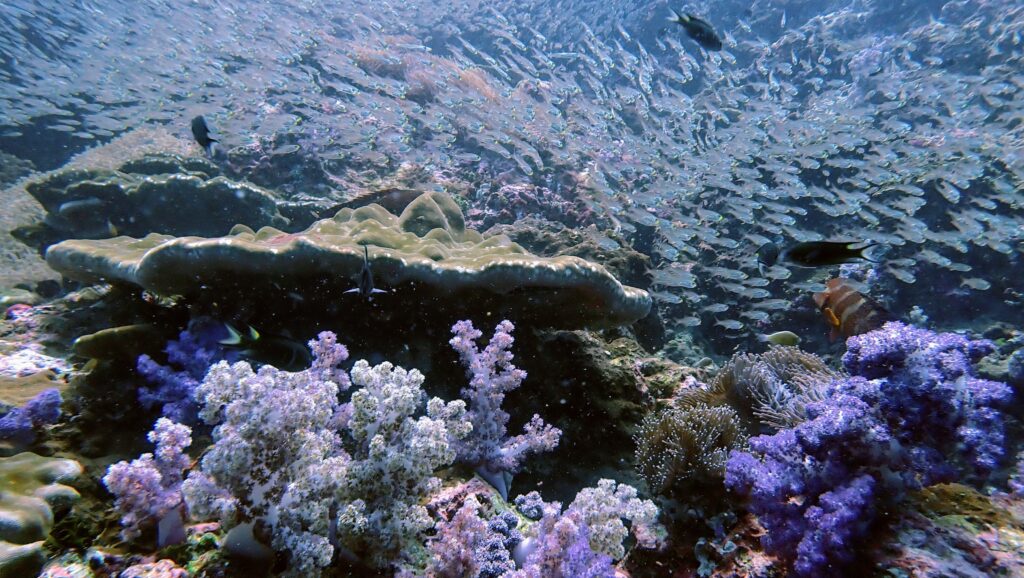 シミラン諸島で見られる魚の群れ