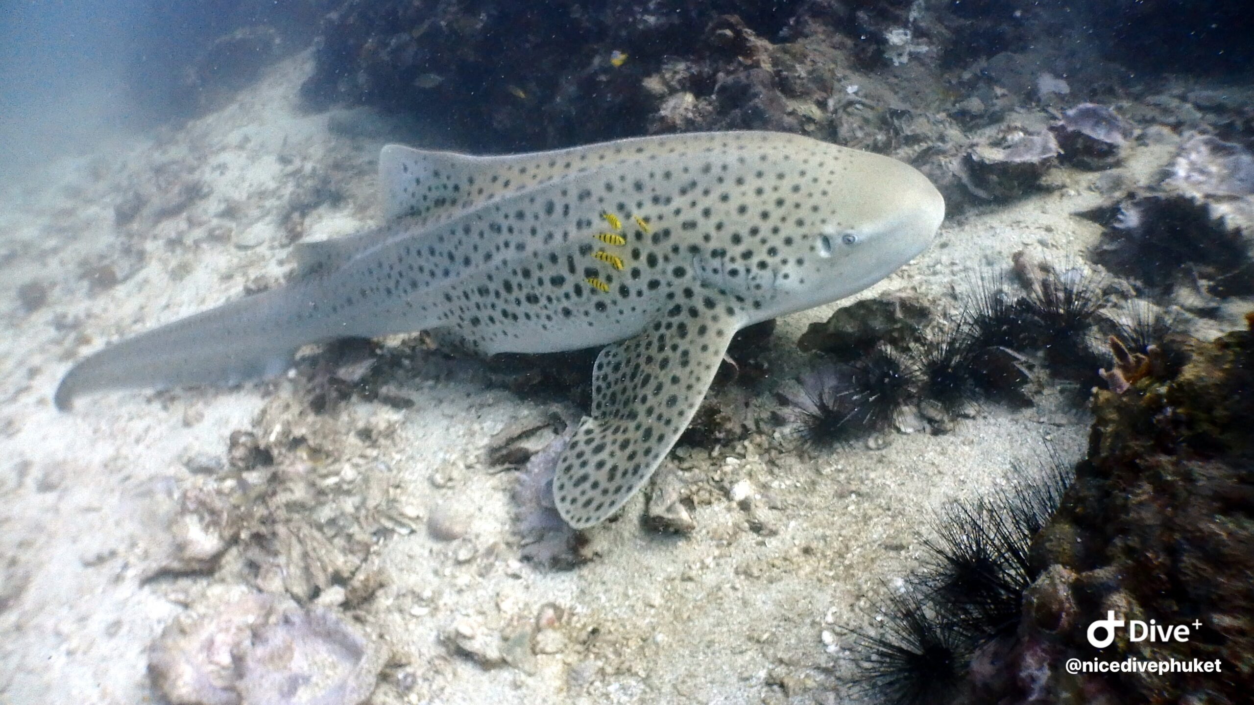 お魚図鑑、サメ、マンタ、マグロの仲間