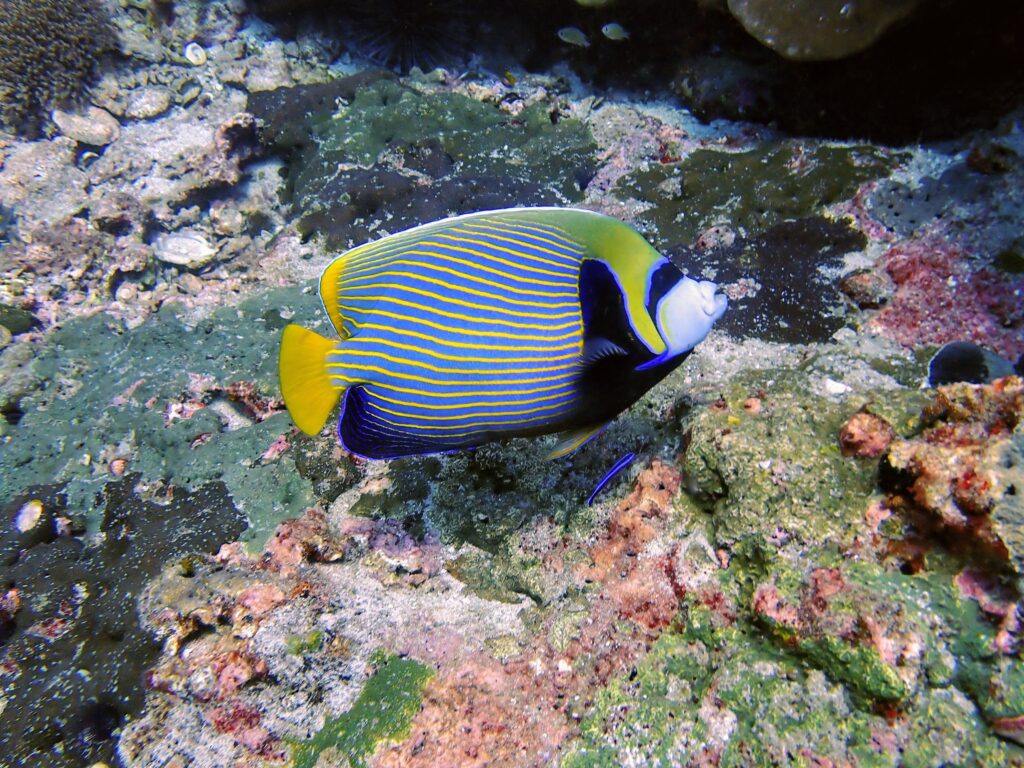 お魚図鑑。キンチャクダイ科