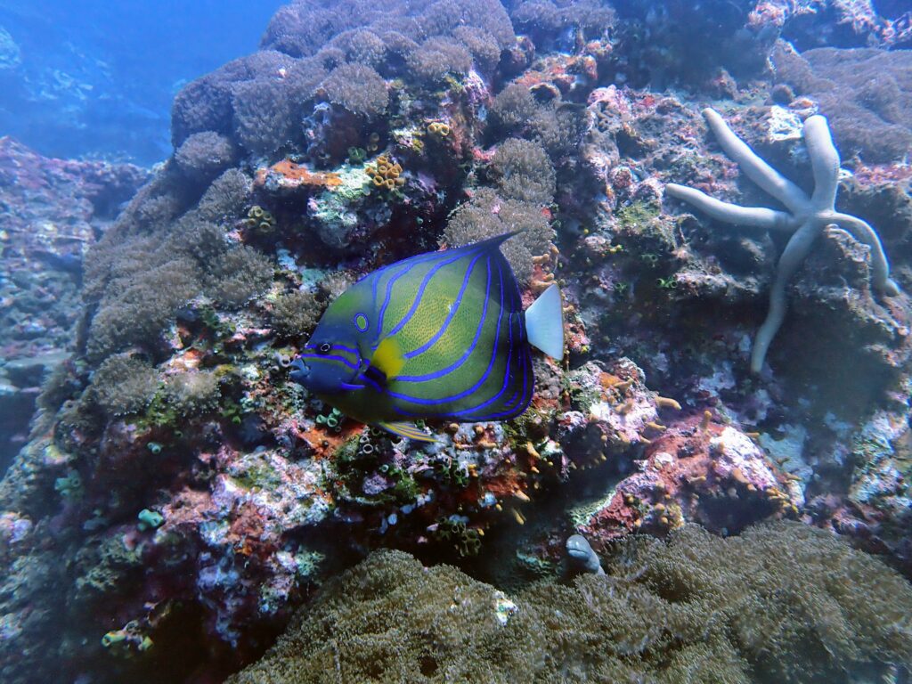 お魚図鑑、キンチャクダイの仲間、ワヌケヤッコ