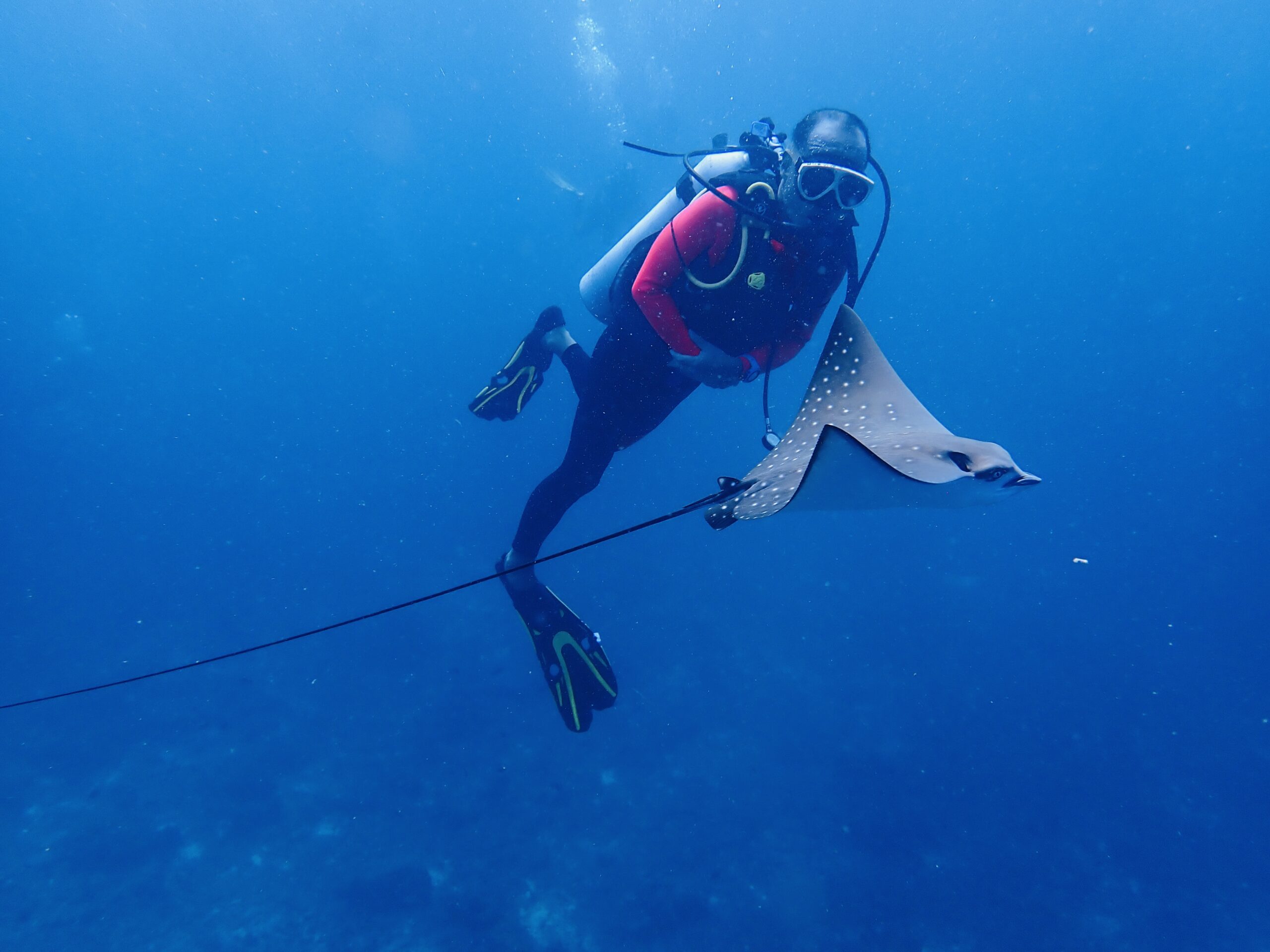 シミラン諸島ダイビングクルーズ・4～6泊、マダラトビエイ