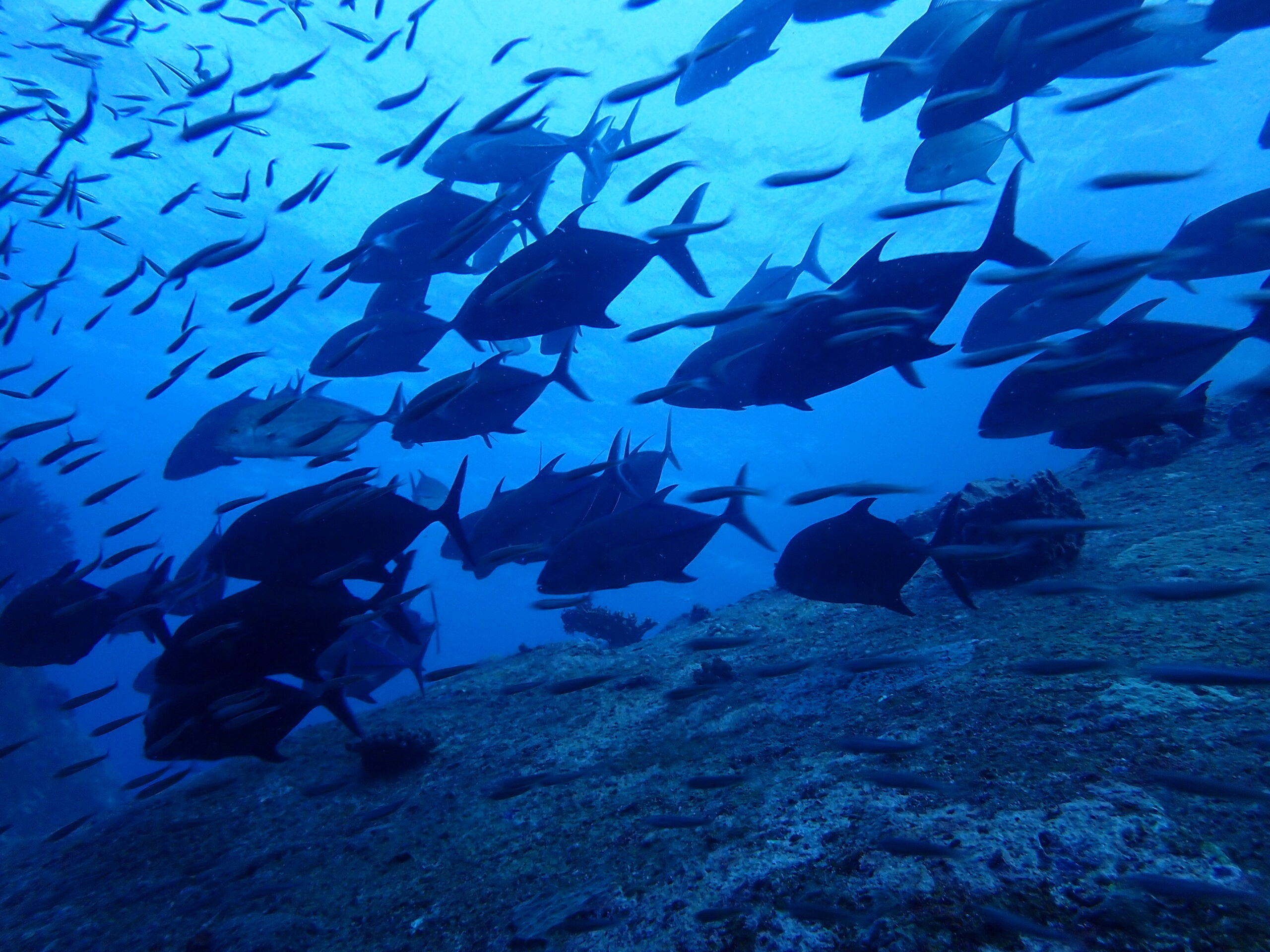 シミラン諸島ダイビングクルーズ・4～6泊、カスミアジの群れ
