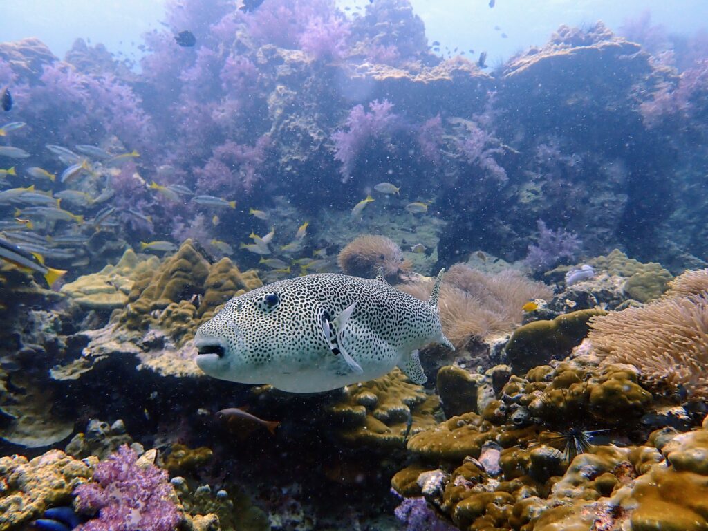 カタビーチでふわふわ泳ぐかわいいフグ