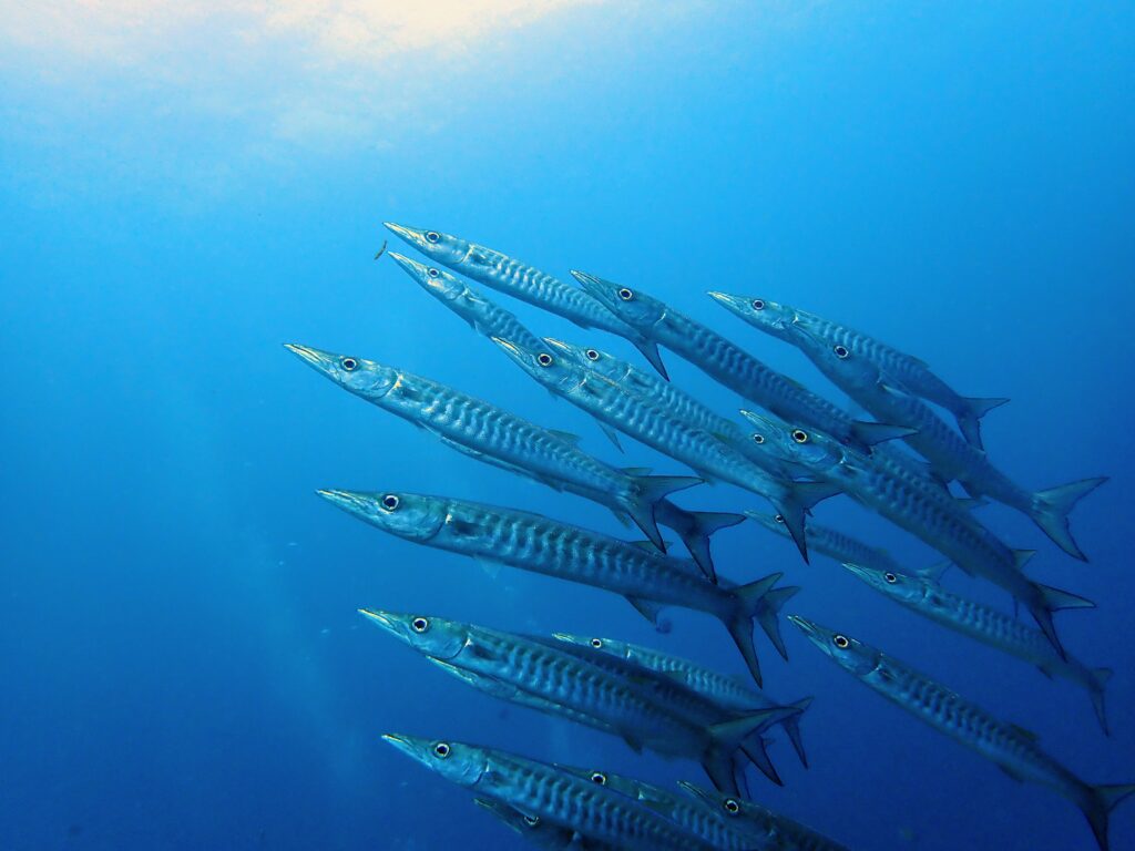 お魚図鑑。カマス