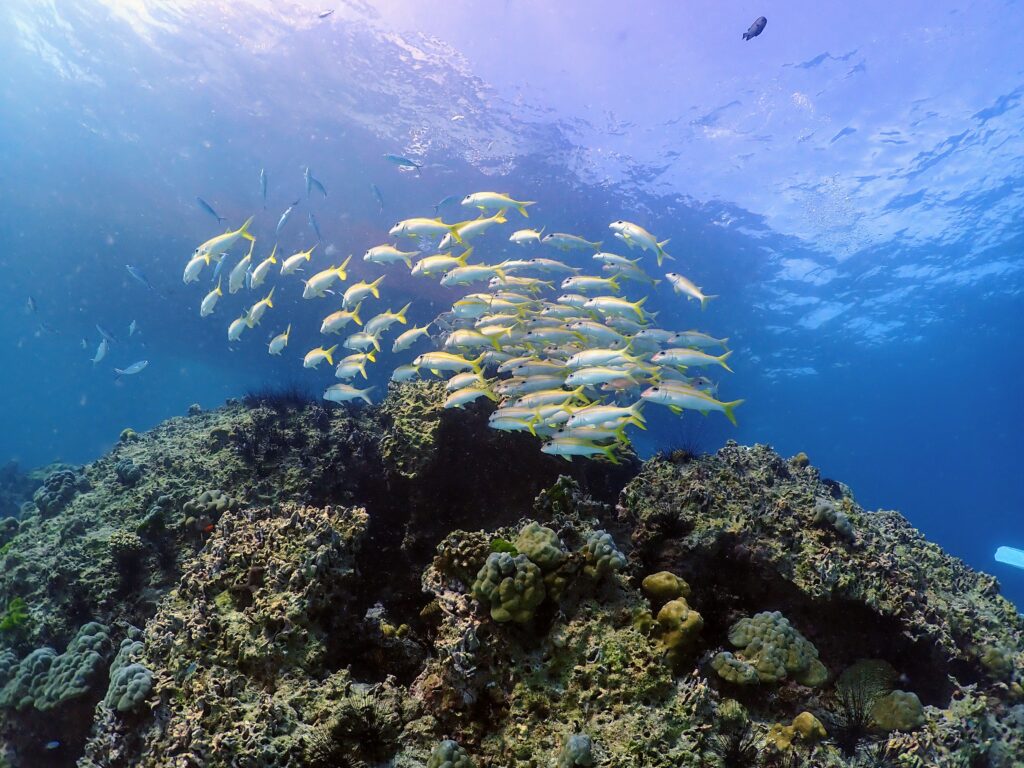 ラチャノイ島の美しい魚とサンゴ礁