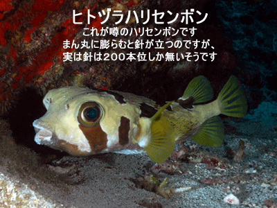 プーケット/シミランで見られる海洋生物ヒトヅラハリセンボン