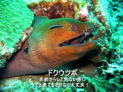 ドクウツボ