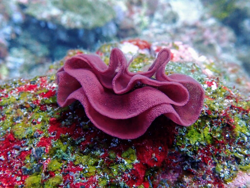 シミラン諸島で見られる海中生物