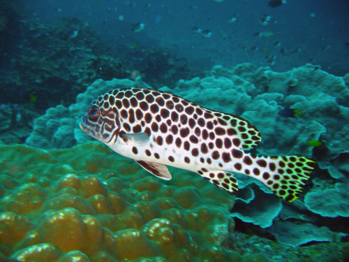 お魚図鑑。タカサゴ・イサキ・ヒメジ科