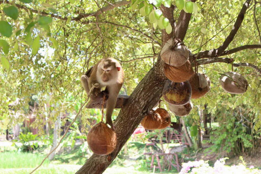 サファリツアー