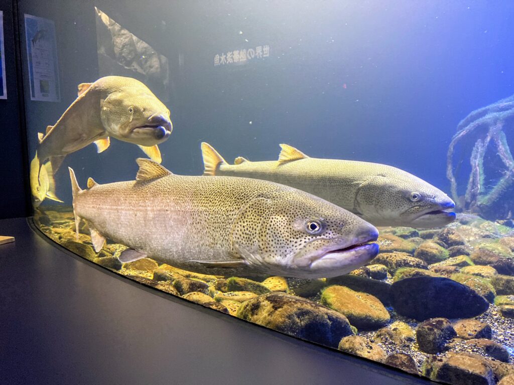 山の水族館、幻の淡水魚　イトウ