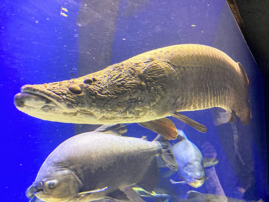 山の水族館、ピラルクー