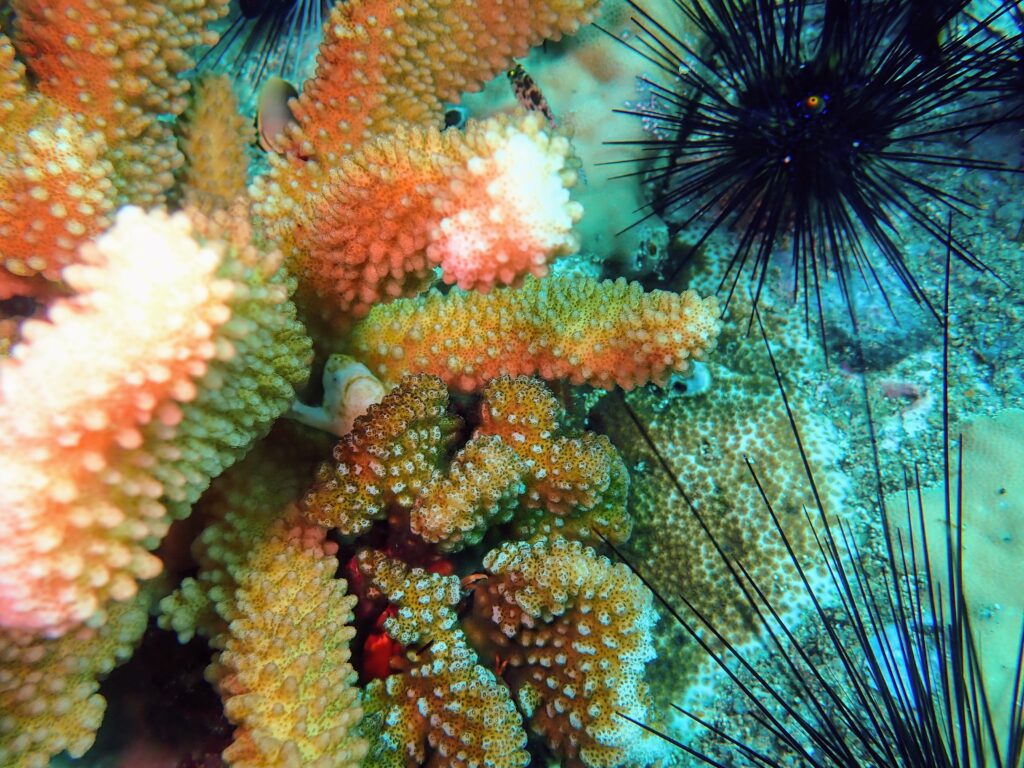 カエルアンコウの幼魚