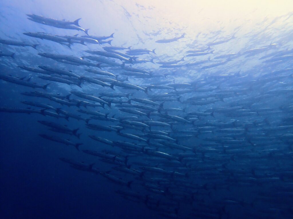 ラチャノイ島サウスチップ