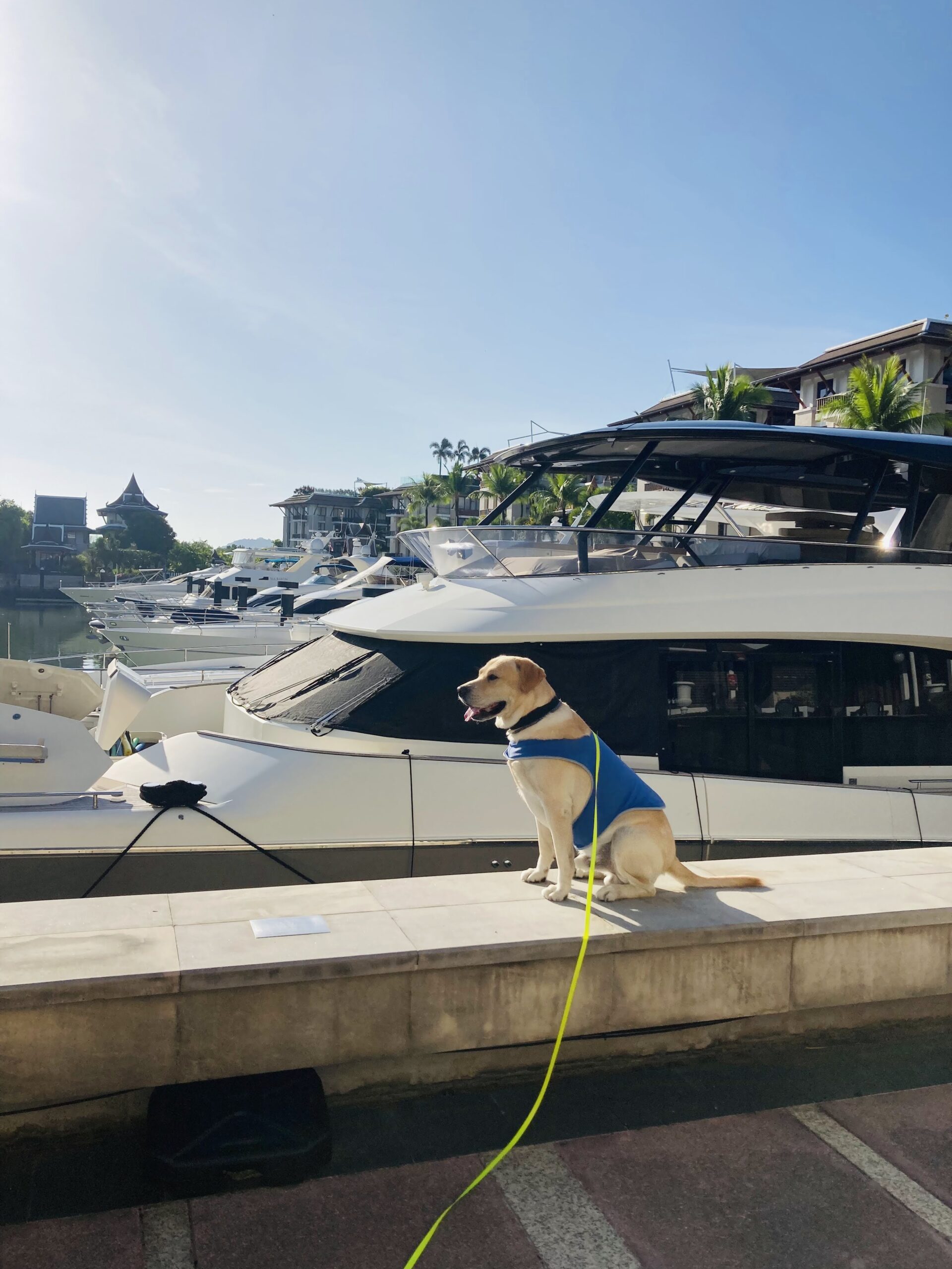 看板犬のご紹介