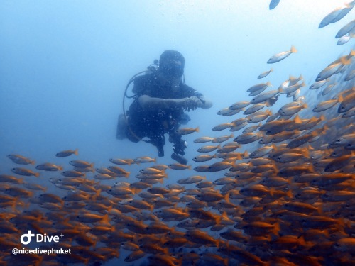 お魚図鑑、フエダイの仲間、キンセンフエダイ