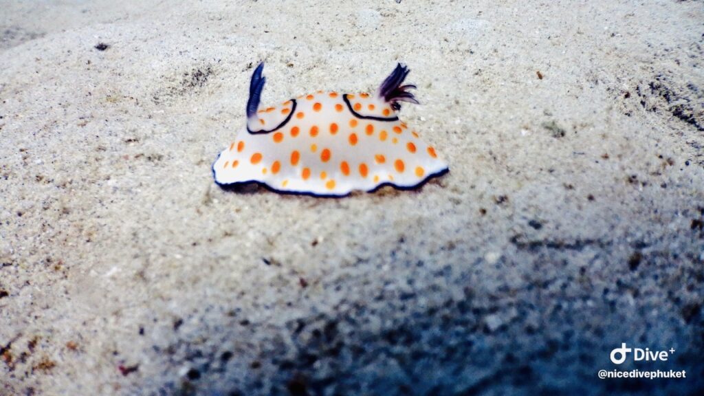 カタビーチのウミウシ