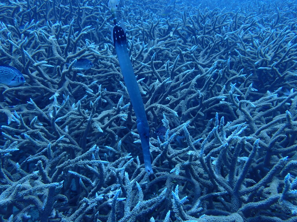 ラチャノイ島バナナロック、クロマツミドリイシとヘラヤガラ