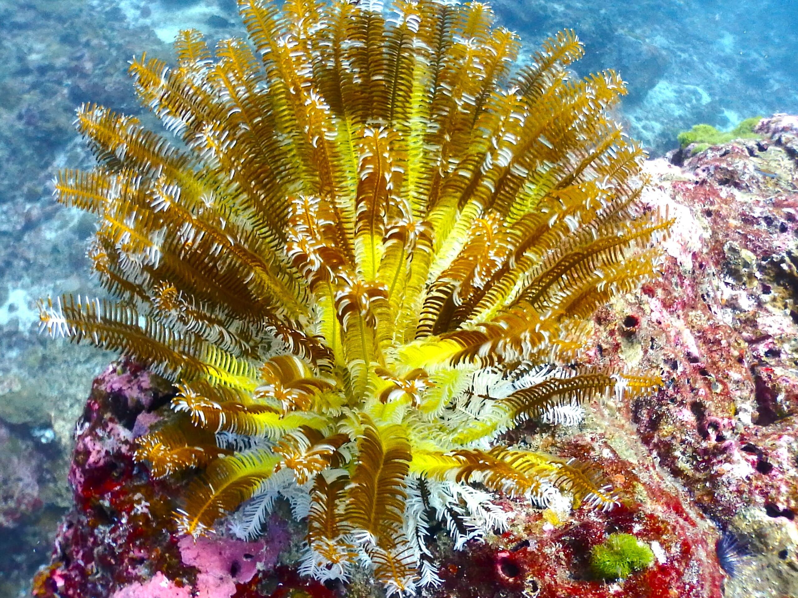 海の王者　ウミシダ