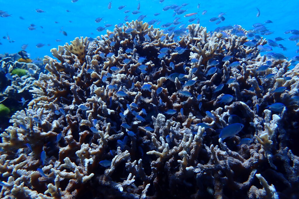 お魚図鑑、スズメダイの仲間
、デバスズメダイ