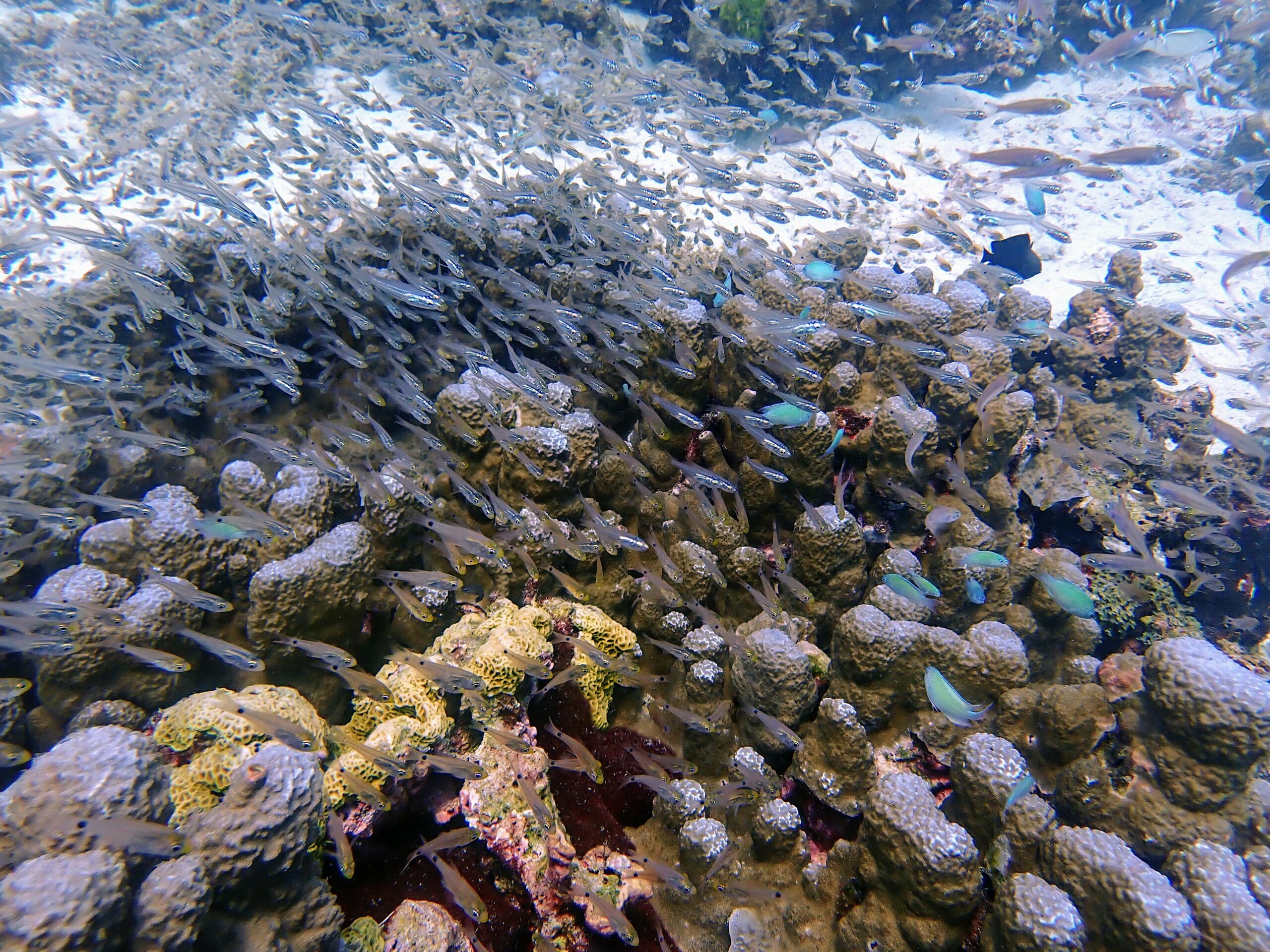 ラチャノイ島バナナベイ