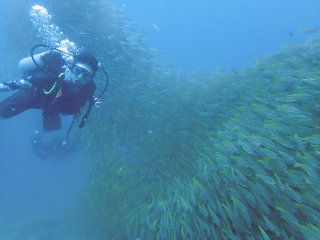 ピピ島ビダノックでナイス、ゴールデンウオール