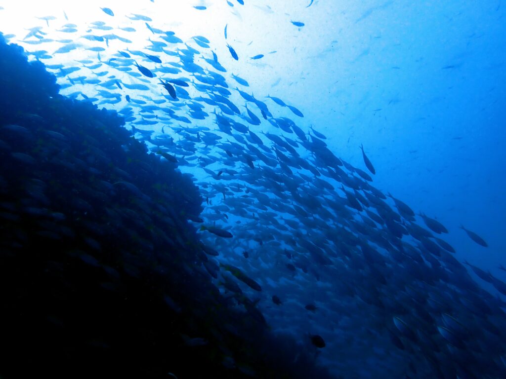 キングクルーザーでナイス！タカサゴの魚影