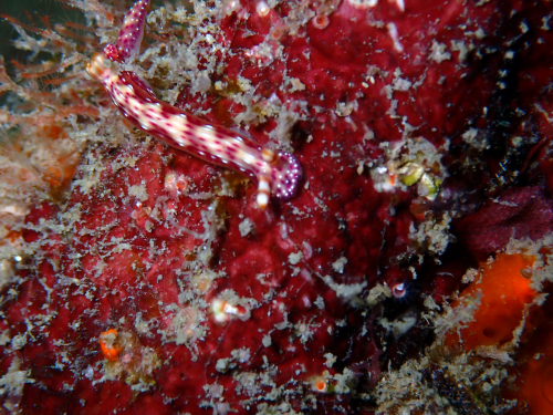 海の宝石　ウミウシ