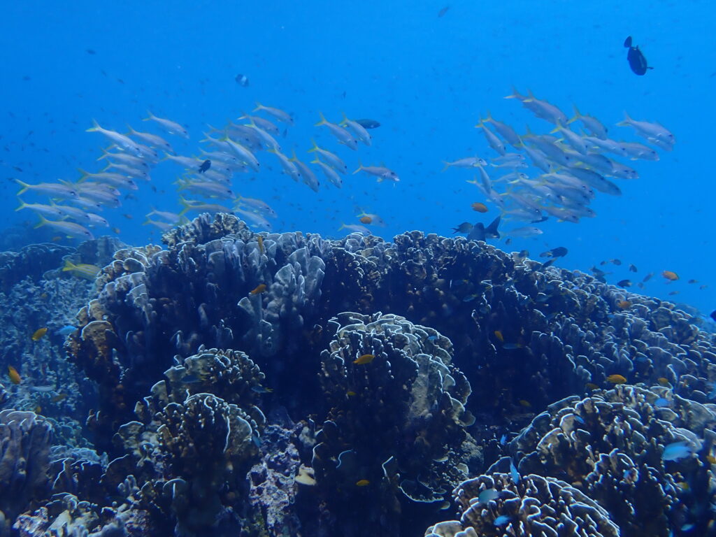 ラチャノイ島バナナベイ、ウメイロモドキ