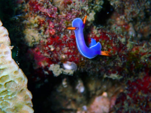 海の宝石　ウミウシ