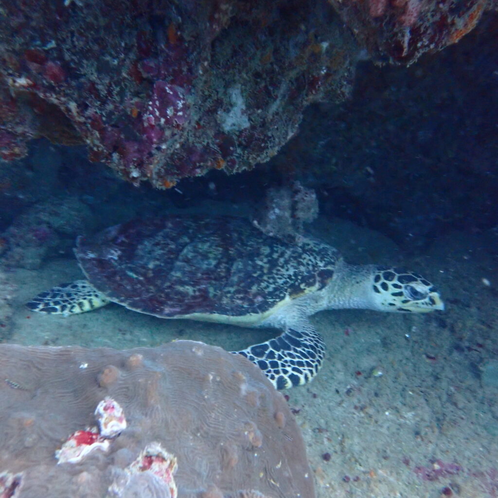 タートルロックでナイス