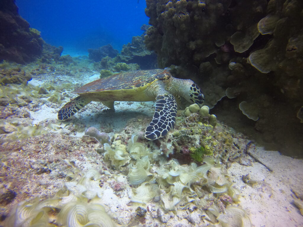 初めてのダイビングでタイマイ