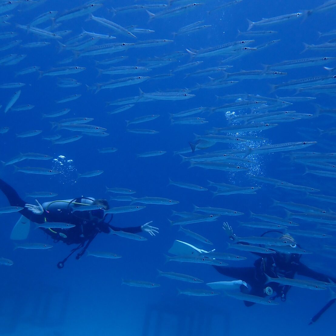 タイワンカマス