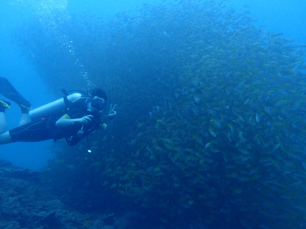 キンセンフエダイのゴールデンウオール