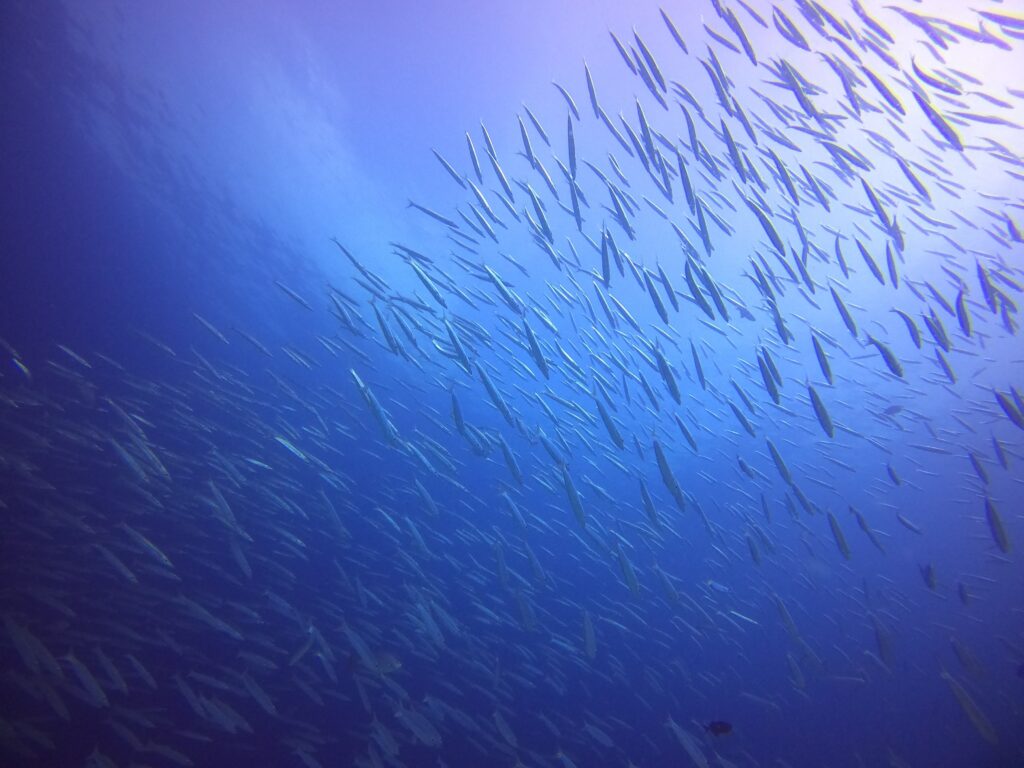 タイワンカマス