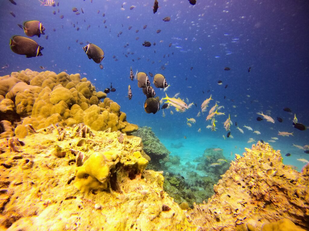 ラチャヤイ島でナイスダイブ