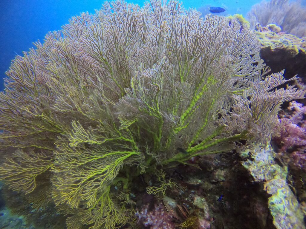 サンゴが活き活き