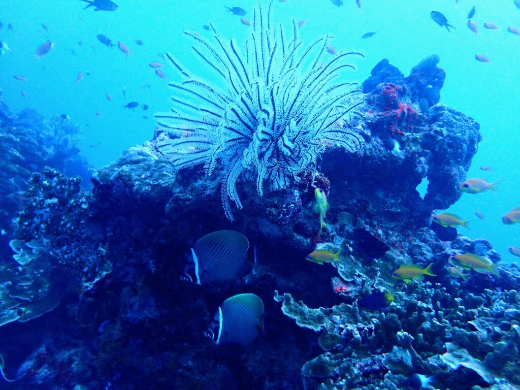 シミラン諸島ダイビングクルーズ