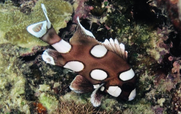 チョウチョウコショウダイの幼魚