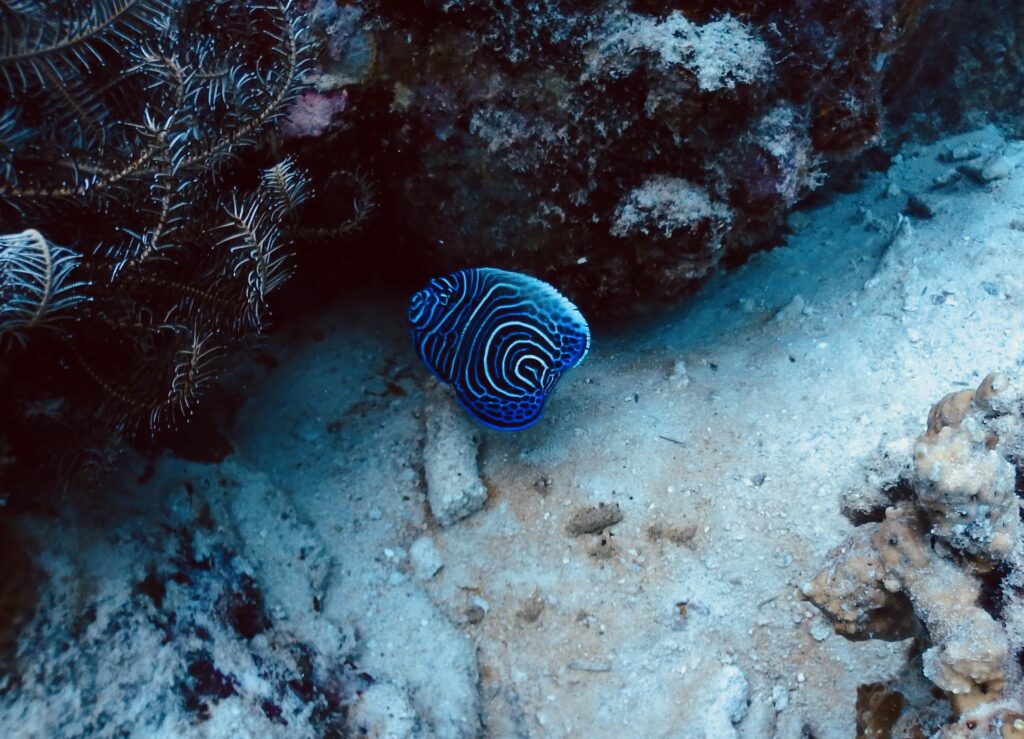 タテジマキンチャクダイの幼魚