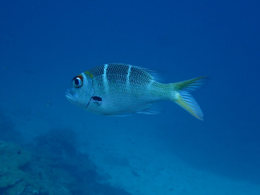 注目されないお魚