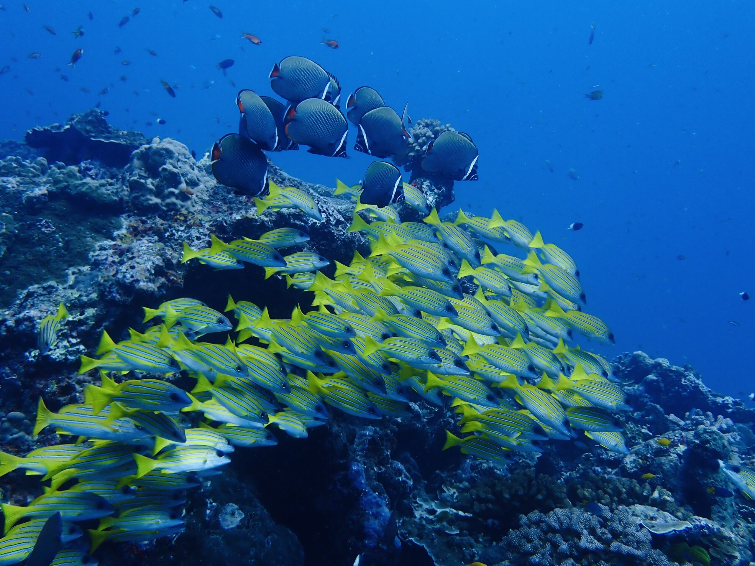 お魚図鑑、フエダイ科