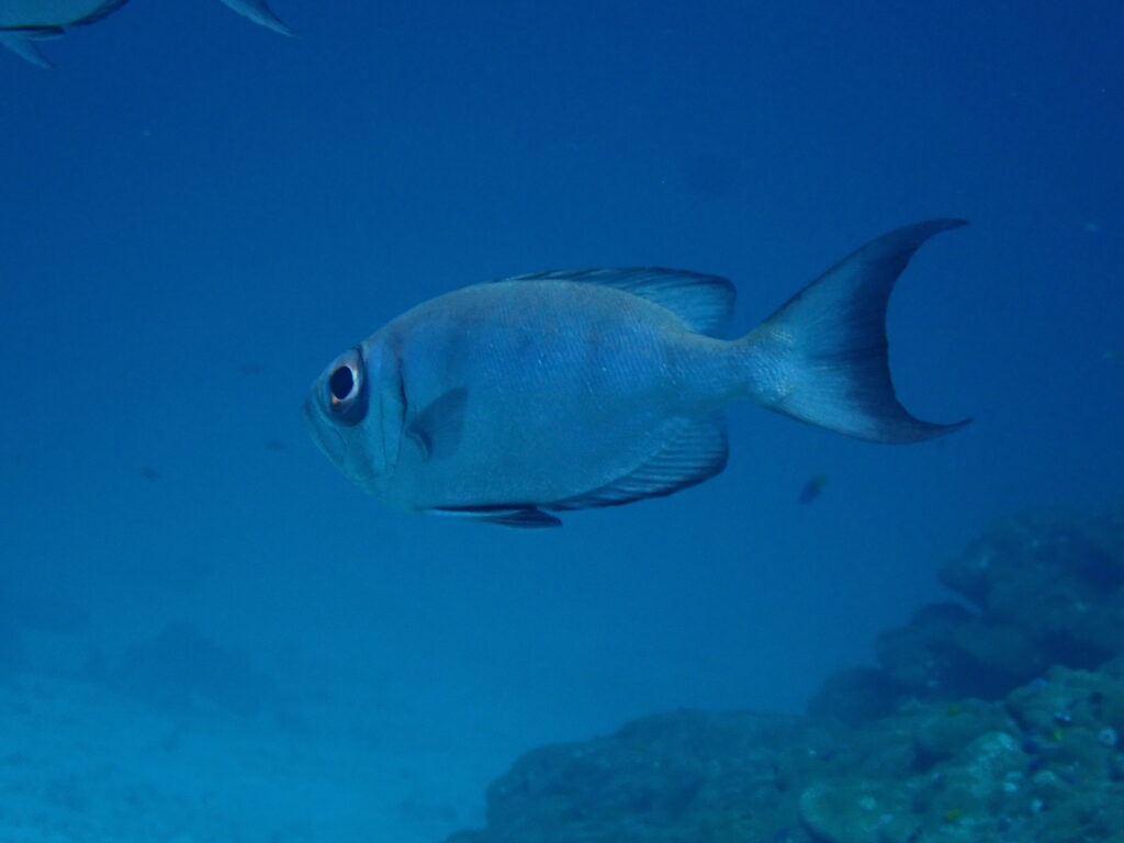 注目されないお魚